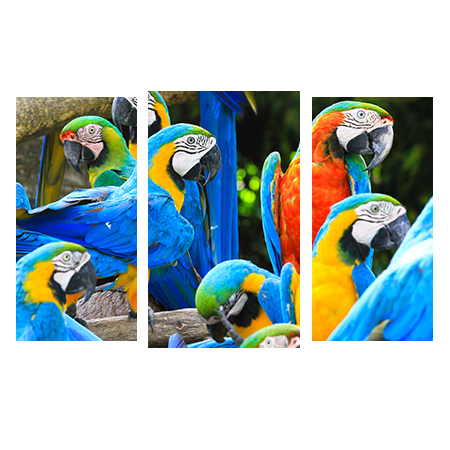 Животные, птицы - 01251